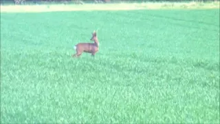 poor reaction to a lung shot