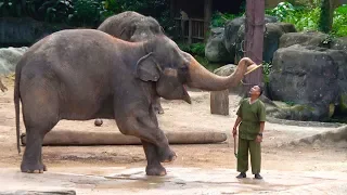 Singapore Zoo Elephant Show