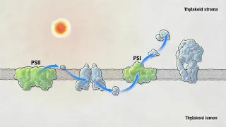 Photosynthesis | HHMI BioInteractive Video