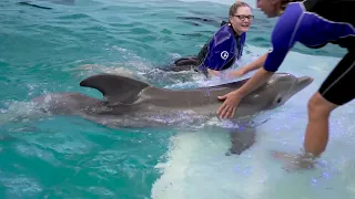 Winter the Dolphin's 14th Rescue Anniversary
