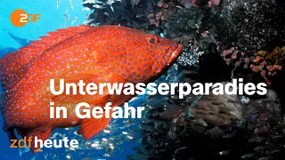 Great Barrier Reef: Wie der Klimawandel das größte Korallenriff bedroht I auslandsjournal