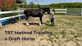 TRT Method of Mounting with a Draft Horse
