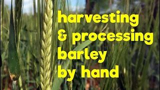 Harvesting & processing Barley by hand