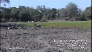 Zebra escapes from Crocodile