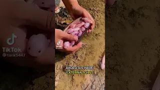 Axolotl -- Marvel of Regeneration