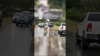 Lions stop traffic in Kruger National Park