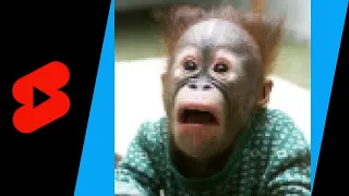 Shocked Monkey  Meme (Cute Orangutan) | Minecraft Pixel Art | #shorts