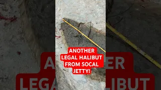 Legal California Halibut caught off SOCAL jetty #fishing #saltwaterfishing #halibut #fishingvideo