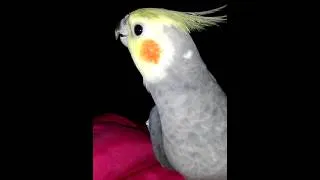 Kurt the cockatiel singing his heart out :)