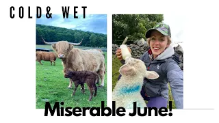 COLD , WET AND CALVING! ...Miserable June -  Dale Farm sheep farming Peak District