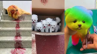 Tik Tok Chó Phốc Sóc Mini 😍 Funny and Cute Pomeranian #99