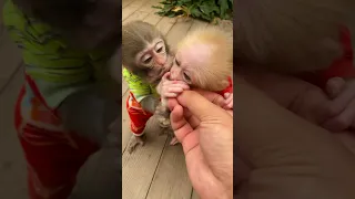 #monkey #animals #funny #trendingshorts #viral #smart #cutebaby #babymonkey #memes #shorts