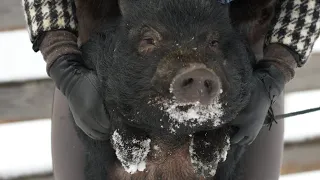 Минипиг Хэппи 🐽 рассказываю про нашего кабана