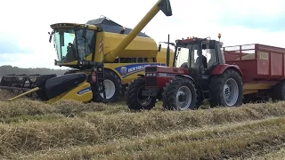 Maaidorsen met New Holland TC5070, Case International 1056XL & Case IH Maxxum 115 (2016)