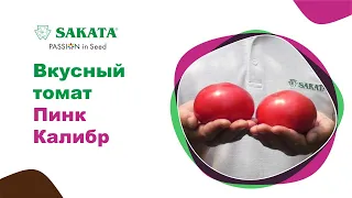 Очень вкусный розовый томат ПИНК КАЛИБР, выбор гурманов! #семенарозовогопомидора #томатпинккалибр