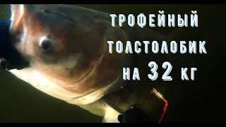 ТРОФЕЙНЫЙ ТОЛСТОЛОБИК НА 32кг!!!