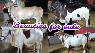 Beauties of RJ cattle farm |collection 2022 & 2023