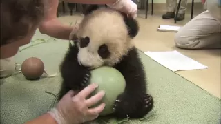 Panda Cub Has a Ball - Xiao Liwu's 18th Exam