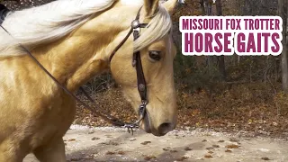 Missouri Fox Trotter Horse Gaits