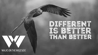 Different is better than better