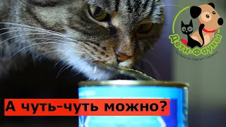 Чем нельзя кормить кошек и котят? Десять продуктов которые не стоит давать вашим животным