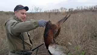 17.10.21 Охота на #фазан 🐓🐓🐓 Покровский р-н , Днепропетровская обл. 🤘🤘🤘