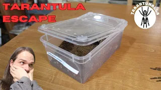 My first tarantula escape... and some new spiders.