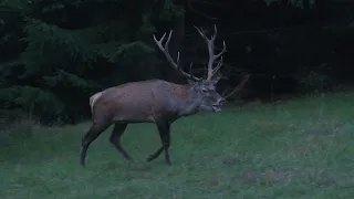 Poľana - jelenia ruja