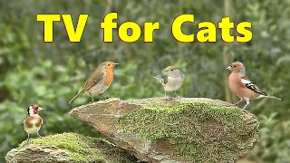 Cat TV Sensation ~ Birds of Beauty Videos for Cats to Watch ⭐ 8 HOURS ⭐