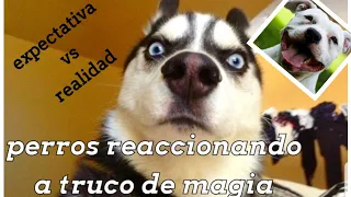 Perros reaccionando truco de magia / EXPECTATIVA VS REALIDAD