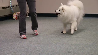 American Eskimo Dog's comedy routine