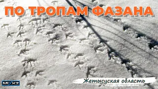 ОХОТА на ФАЗАНА ❄❄❄ Казахстан река Коксу, Талдыкорган