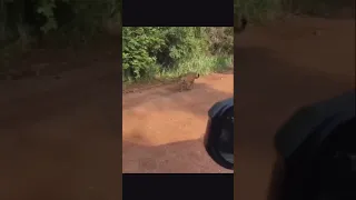 Querência MT no município P'A pingo d'água um encontro inesquecível com a onça pintada