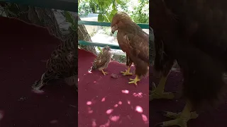 The falcon thinks the eagle is his mother and asks the eagle to feed him.😱🐀🦅