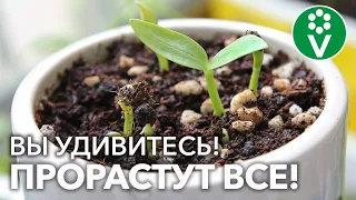 ДАЖЕ СТАРЫЕ СЕМЕНА ПОСЛЕ ТАКОЙ ОБРАБОТКИ ВЗОЙДУТ, НИКУДА НЕ ДЕНУТСЯ! Всё, что надо, у вас под рукой!