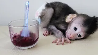 Newborn Baby Monkey Chiki Lunch dragon fruit porridge