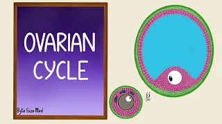 Ovarian Cycle | Menstrual Cycle | Part 1 | Folliculogenesis | Reproductive Physiology