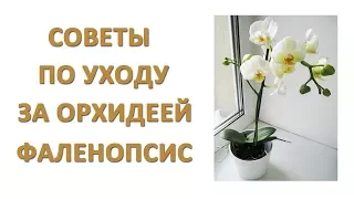 🌸Орхидея Как Ухаживать За Орхидеей Фаленопсис 🌸