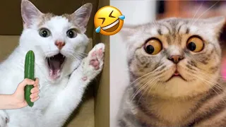 You Laugh You Lose 🤣 Funniest Cats and Dogs 2024 😸🐶 Part 30