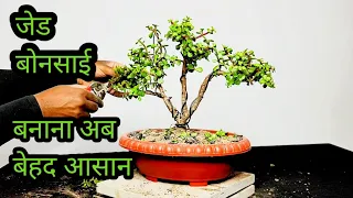 जेड बोनसाई बनाना अब बेहद आसान // HOW TO STAIL YOUR JADE BONSAI  // JADE PLANT KE BONSAI KAISE BANAYE