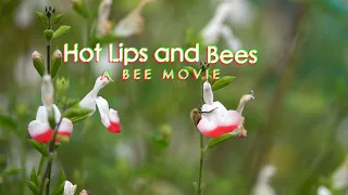 Hot Lips and Bees in Slow Motion - Sony RX10 IV 250 fps real world examples