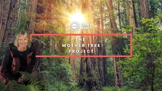 Dr. Suzanne Simard's quest to discover the Mother Tree | One Earth