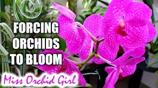 Forcing Orchids into blooming #1 - When is the bloom season