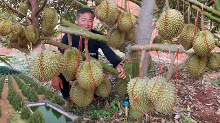 ทุเรียนเมืองอุบลฯมือใหม่!!ดกได้ใจขนาดนี้ไว้ลูกปีแรก..มีทุเรียนเหมือนมีทองคำประจำบ้าน