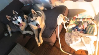 OUR 2 SIBERIAN HUSKIES DASH & KITANA MEETING THEIR NEWBORN BABY BROTHER ISAAC FOR THE FIRST TIME.