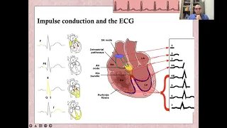 Basic ECG  Lecture 2  Physiology