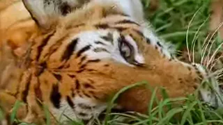 What is the Future for Tigers? | Battle to Avoid Big Cat Extinction | BBC Studios