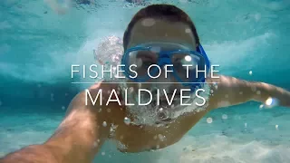 Fishes of the Maldives