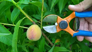 Літня обрізка персика - добро чи зло. Присушка пагонів персика