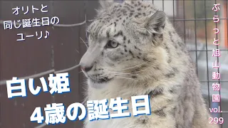 【ユキヒョウ】4歳の誕生日。美人ユーリはオリトと同じ誕生日。１年の成長記録vol299@旭山動物園/Snow Leopard Today is my birthday